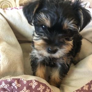 Meet your Posher, Brandy